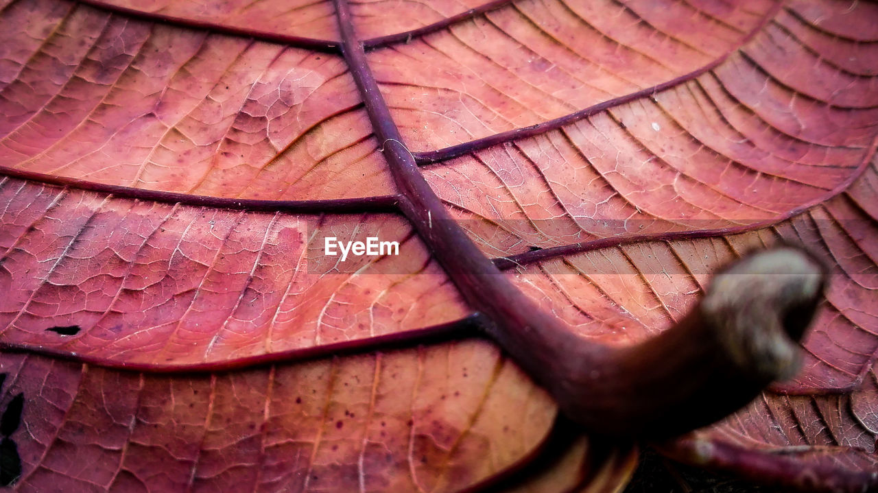 Full frame shot of leaf