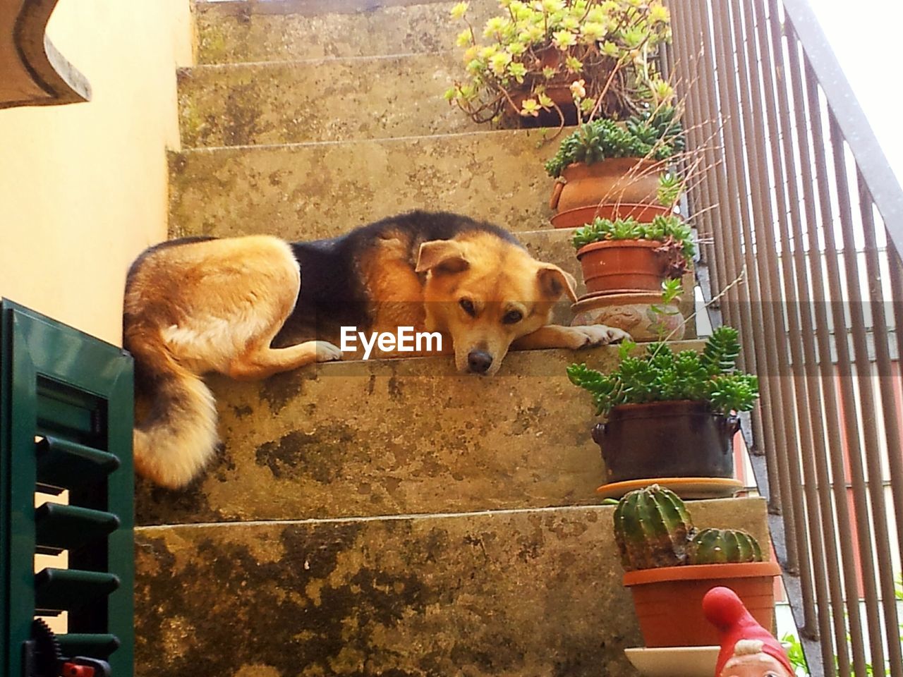 VIEW OF A DOG LOOKING AT CAMERA