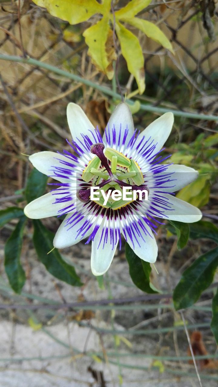 CLOSE-UP OF PASSION FLOWER BLOOMING OUTDOORS