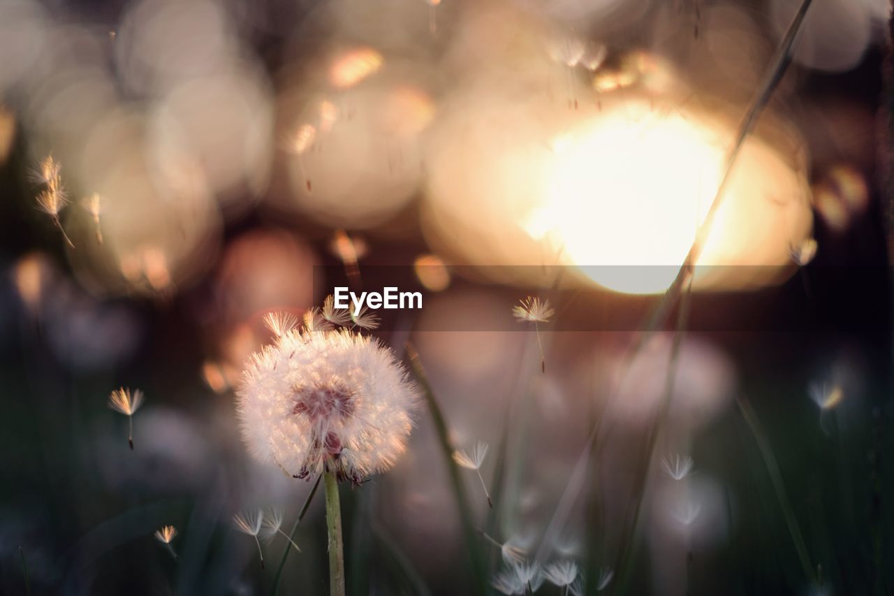 Close-up of dandelion flower