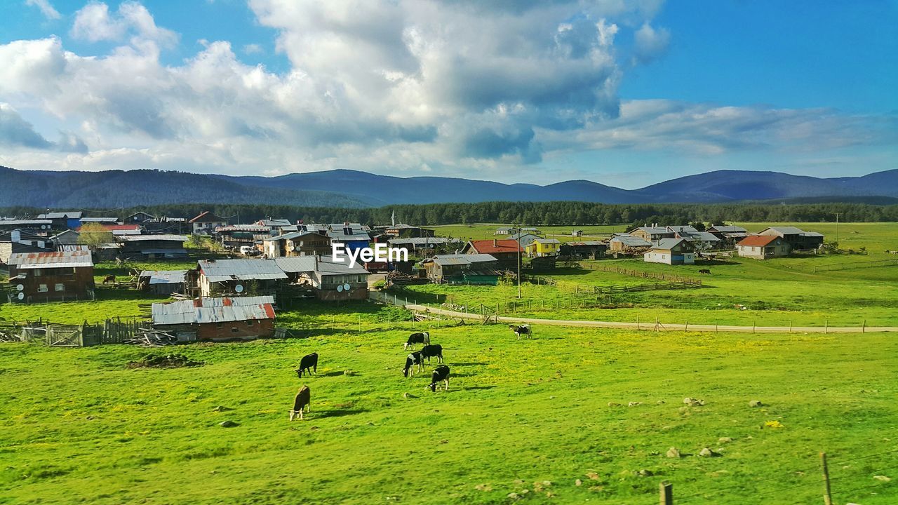 High angle view of cows on grassy field near houses in village