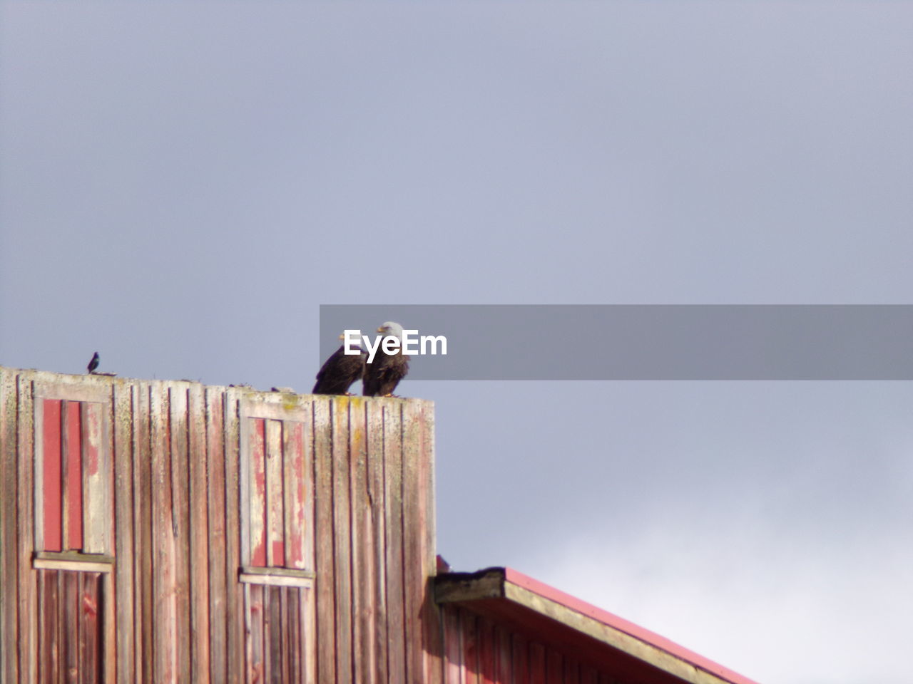 LOW ANGLE VIEW OF BIRD PERCHING ON WALL AGAINST SKY