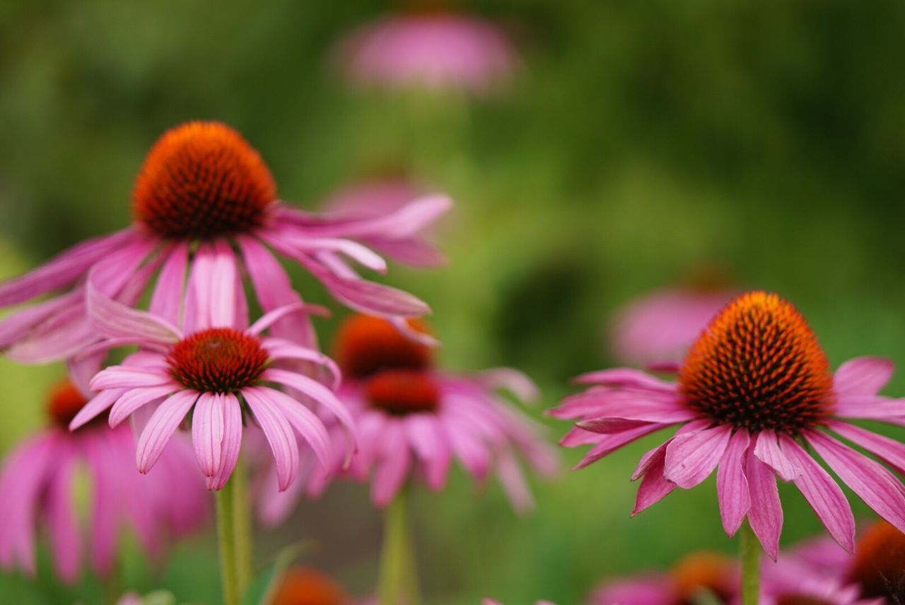 Close-up of coneflowers blooming outdoors