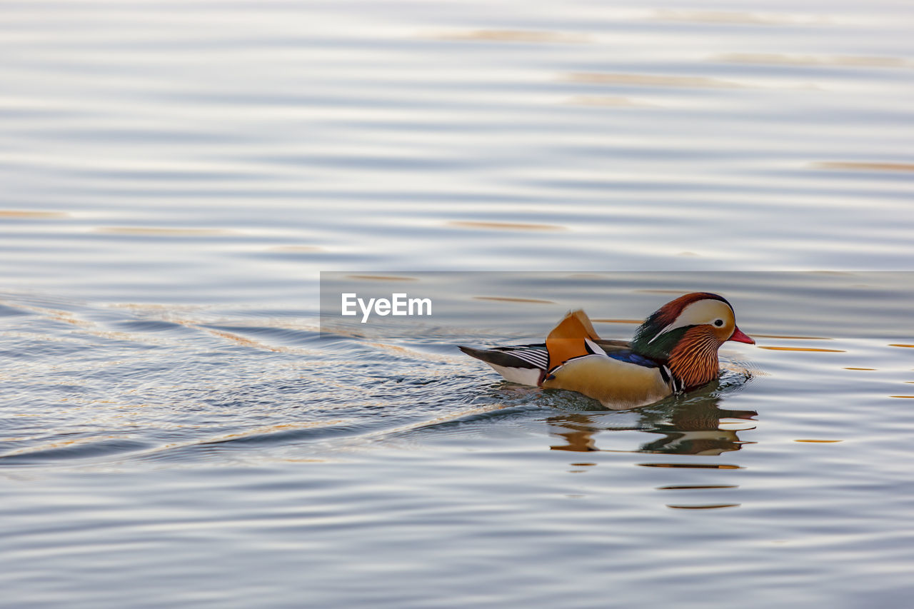 Mandarin duck swimming in lake