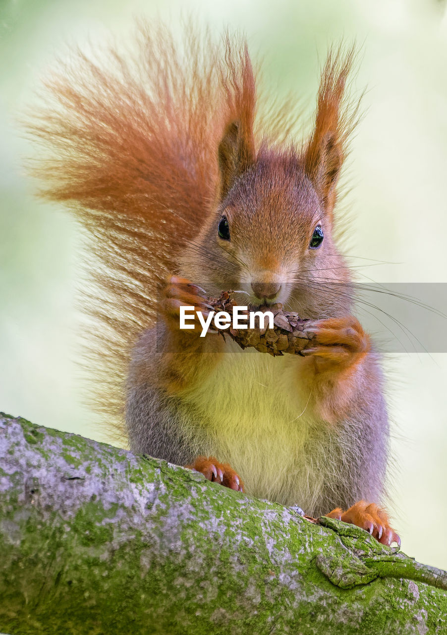 Close-up portrait of squirrel