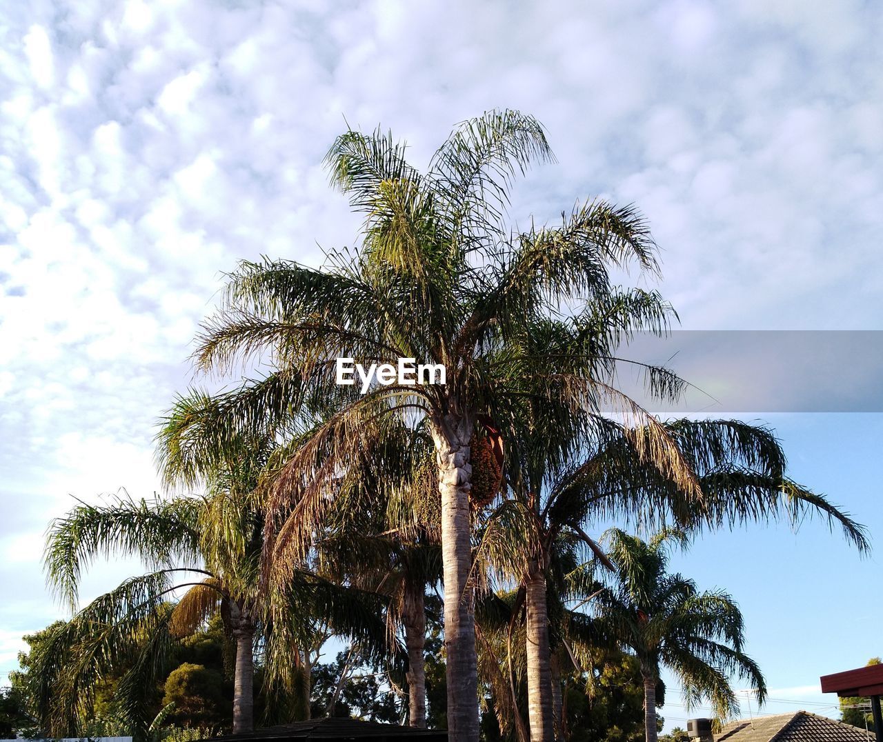 LOW ANGLE VIEW OF TREE AGAINST SKY