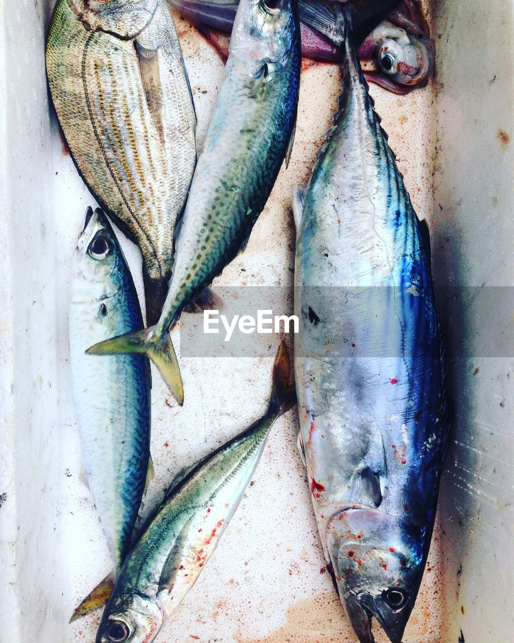 Close-up of dead fishes in container