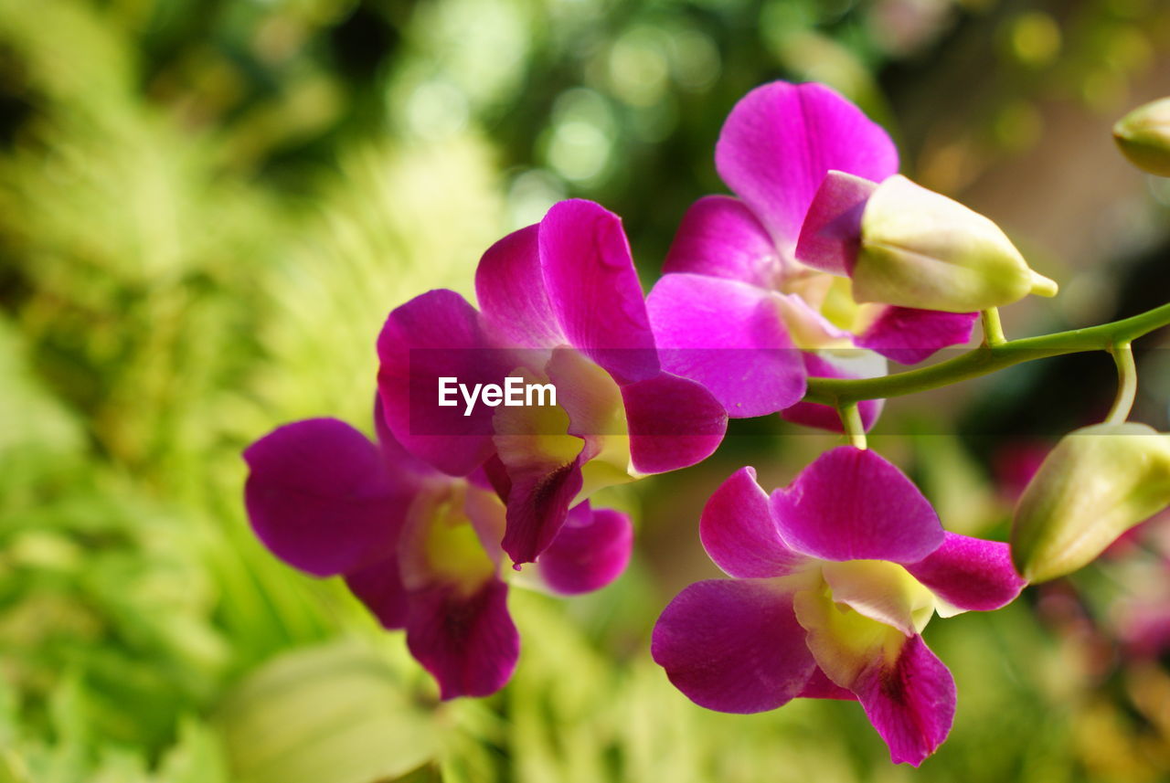 Close-up of flowers