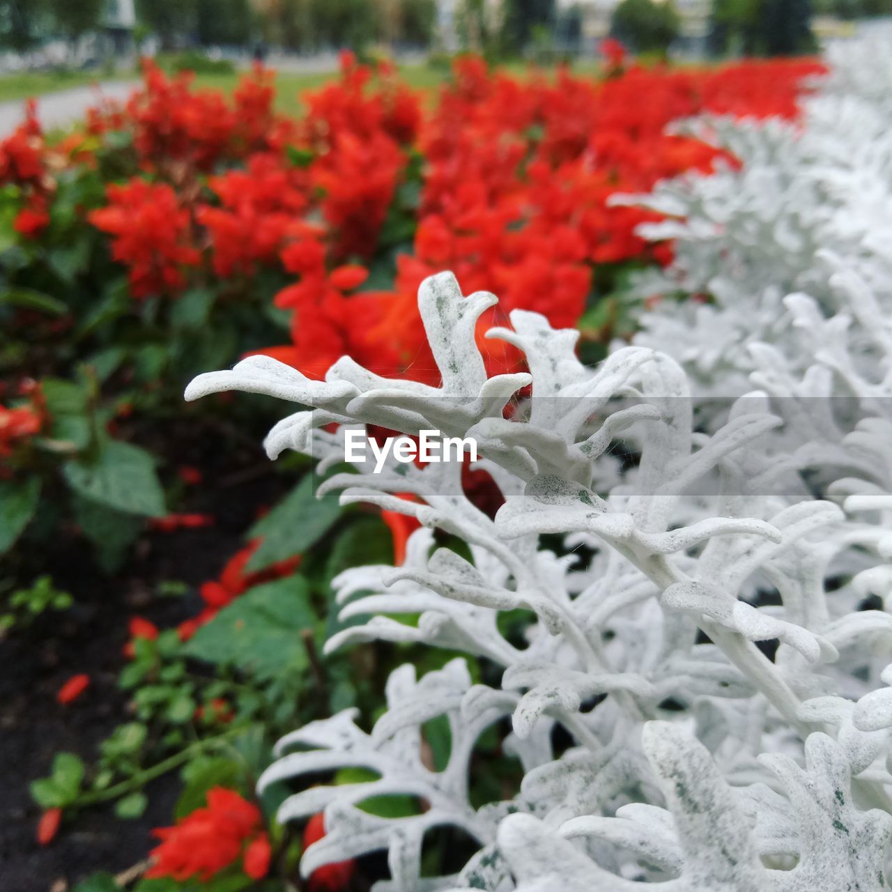 CLOSE-UP OF FROZEN PLANTS