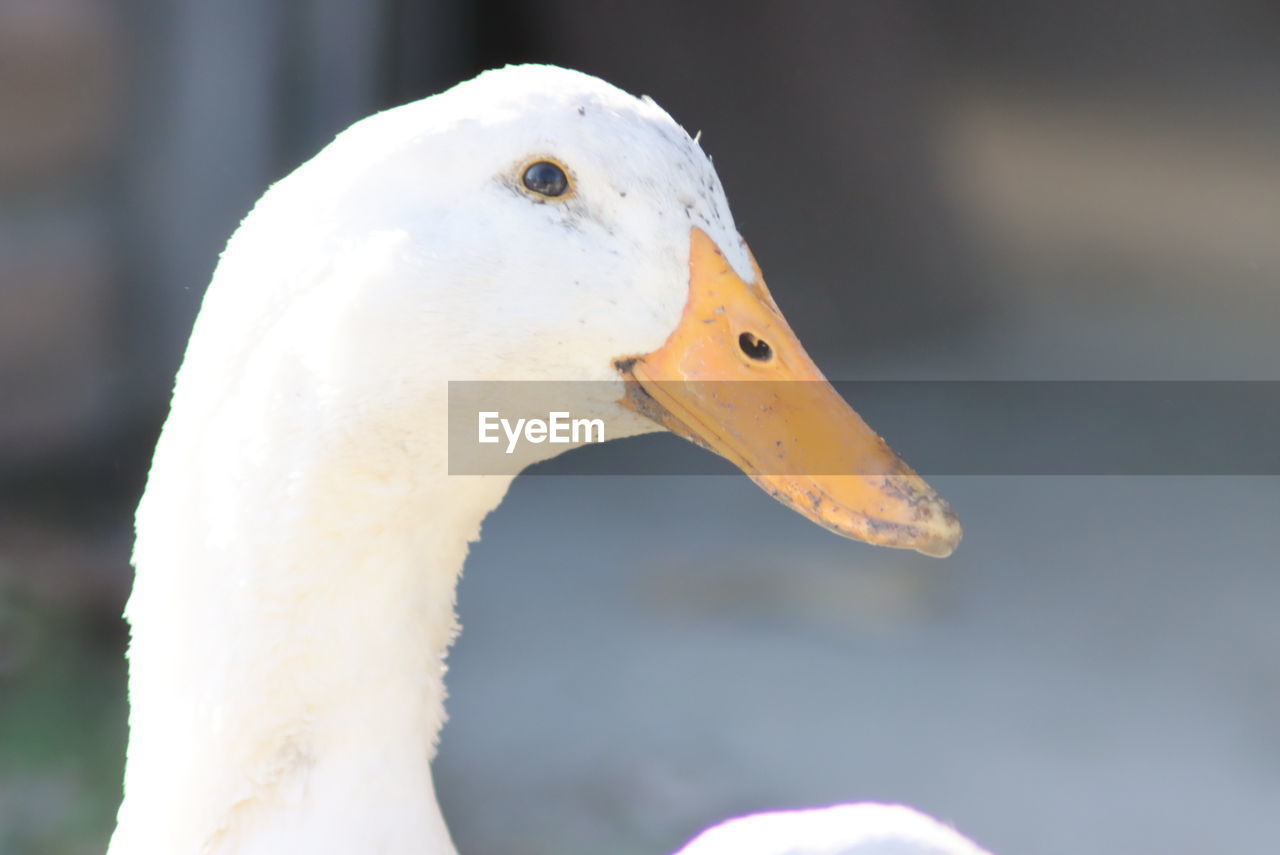 CLOSE-UP OF A BIRD