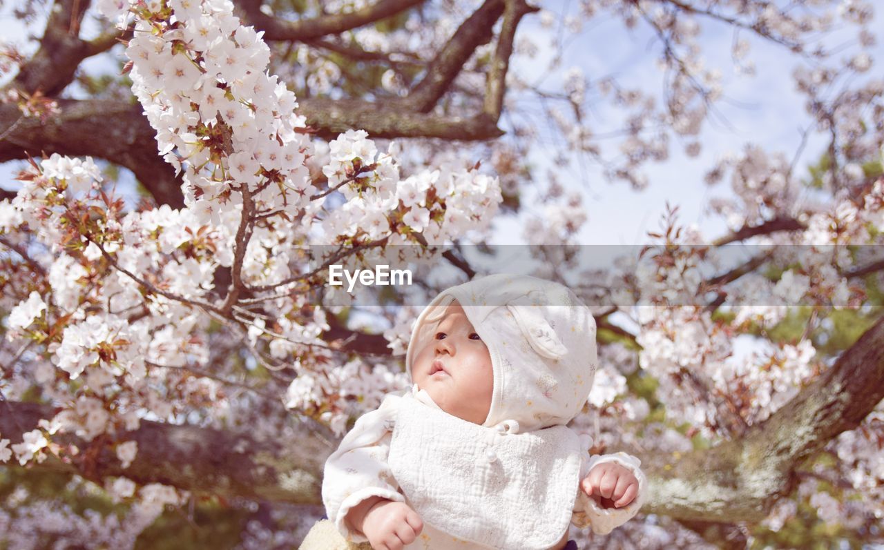 Low angle view of baby girl with cherry blossom tree