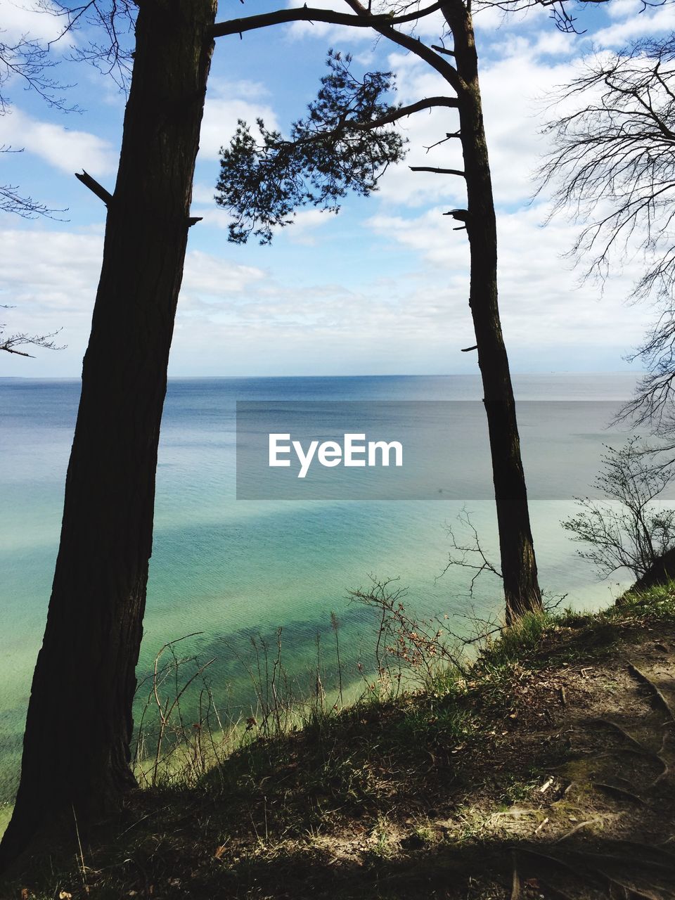 TREES ON SHORE AGAINST SKY