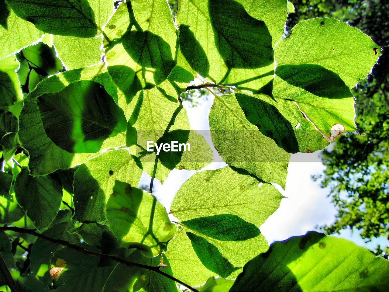 Low angle view of plants growing in forest