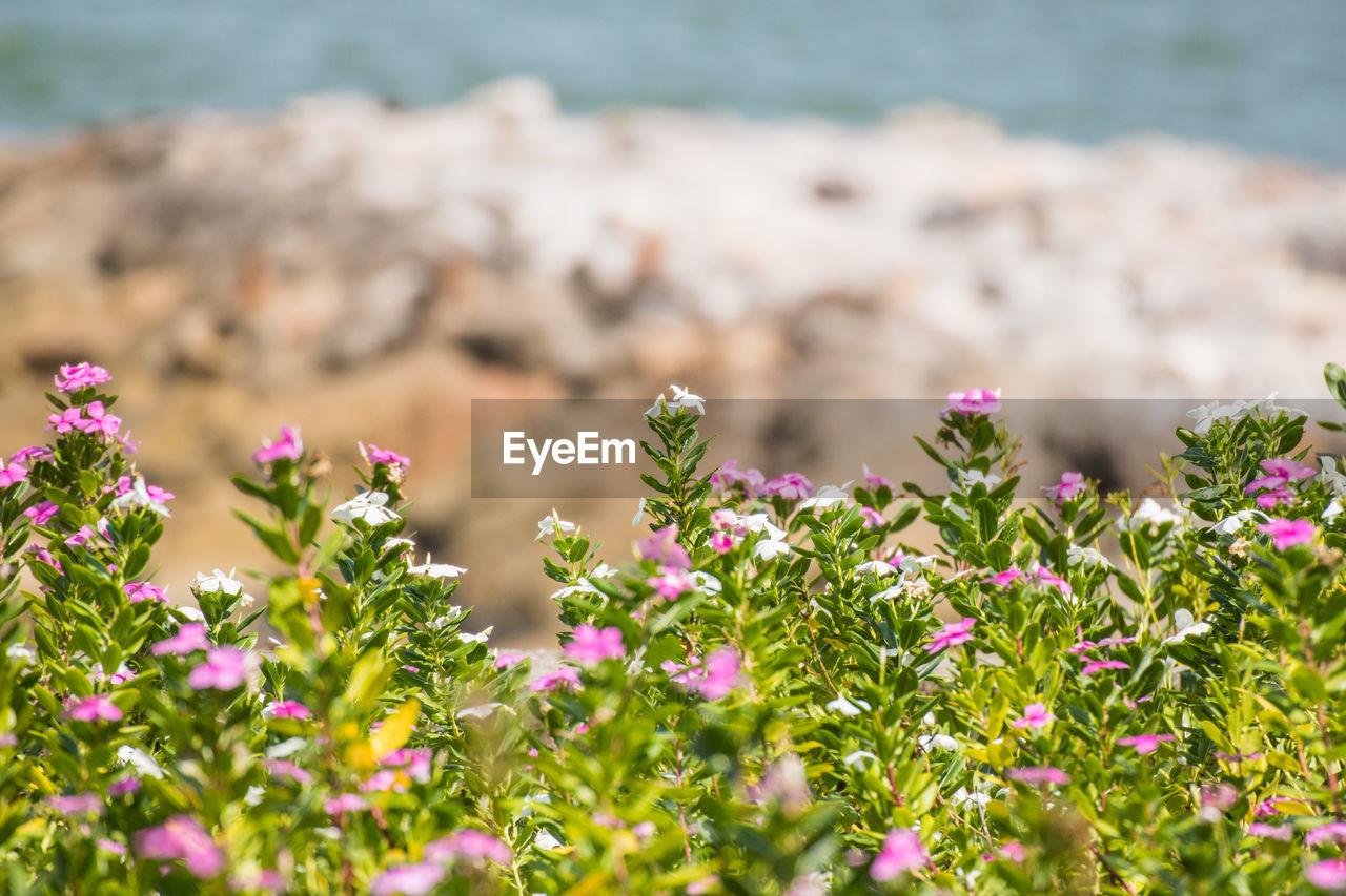 Close-up of pink flowering plant in sea