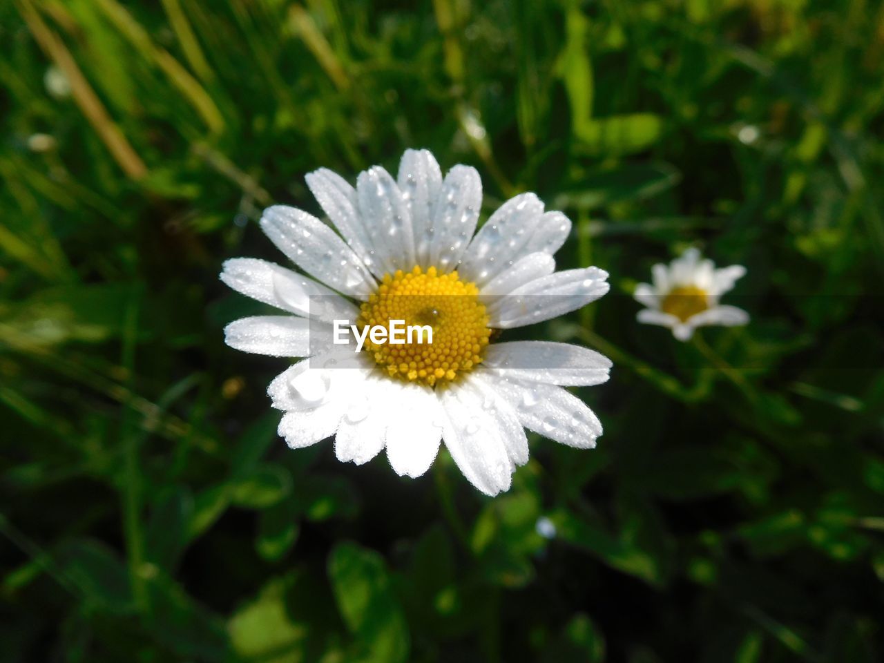 Flower blooming outdoors