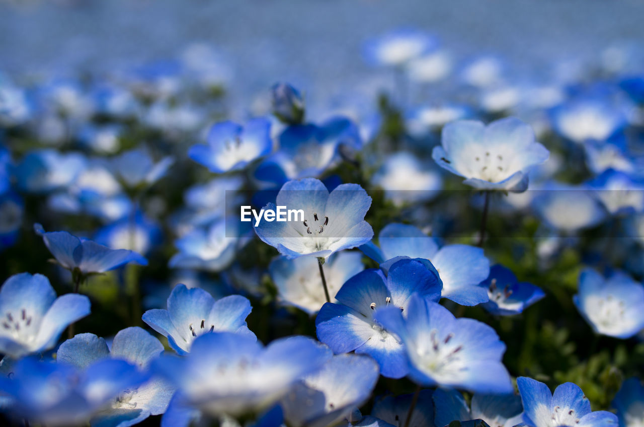 CLOSE-UP OF BLUE WHITE FLOWERING PLANTS