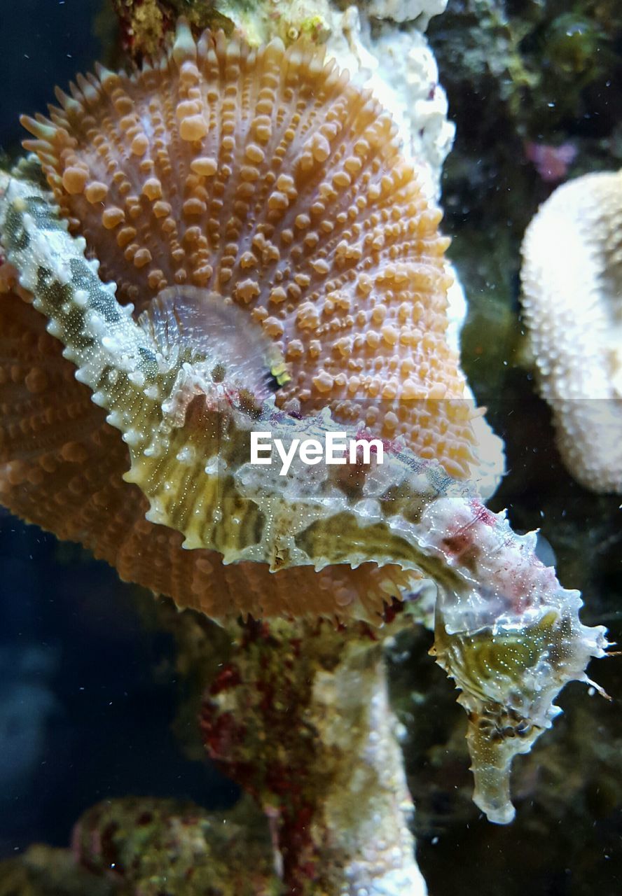 Close-up of sea horse by coral at aquarium