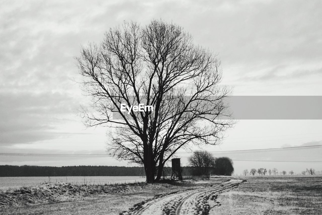 BARE TREE ON LANDSCAPE AGAINST SKY