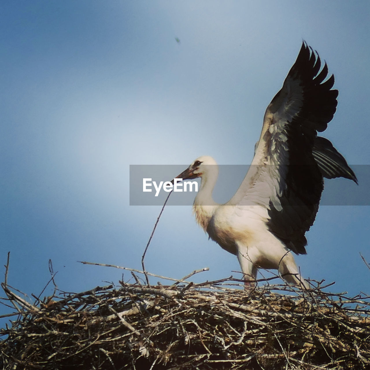 SIDE VIEW OF BIRD IN NEST AGAINST SKY