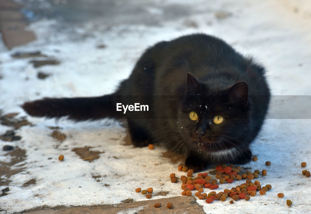 PORTRAIT OF BLACK CAT ON GROUND