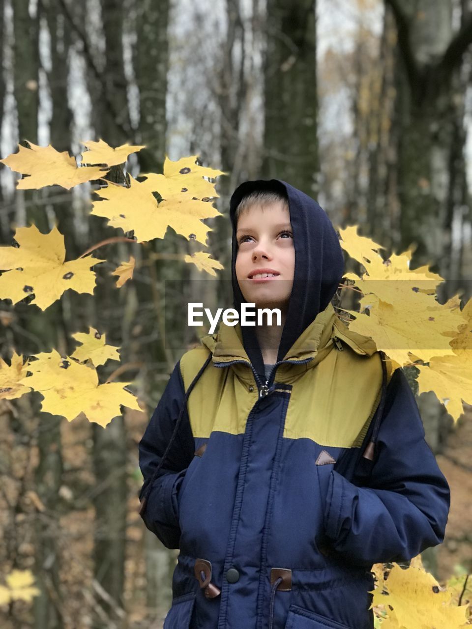 Boy looks fascinatingly standing on a background of autumn forest and yellow maple leaves