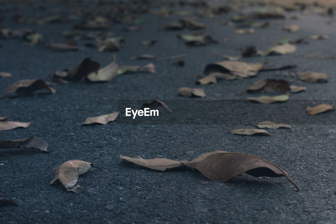 High angle view of dry leaves on land