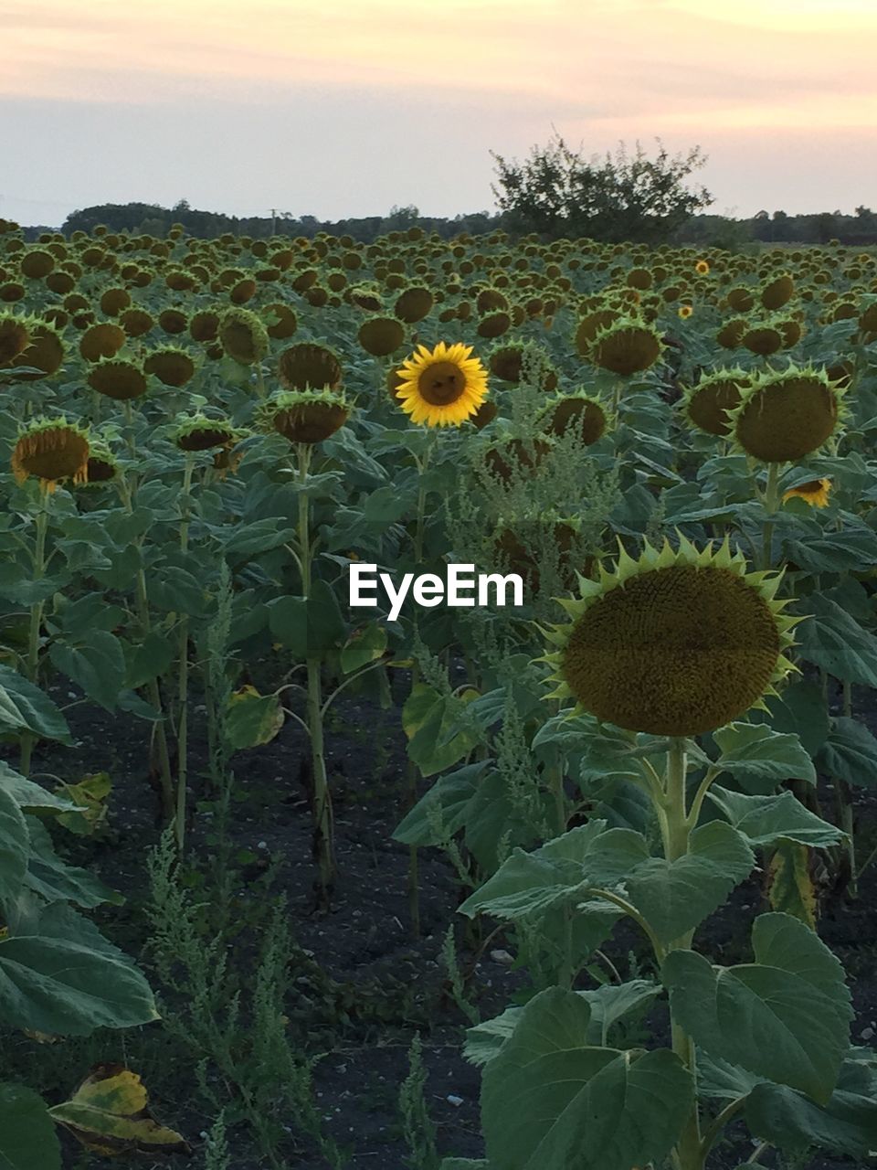 CLOSE-UP OF CACTUS IN FIELD AGAINST SKY