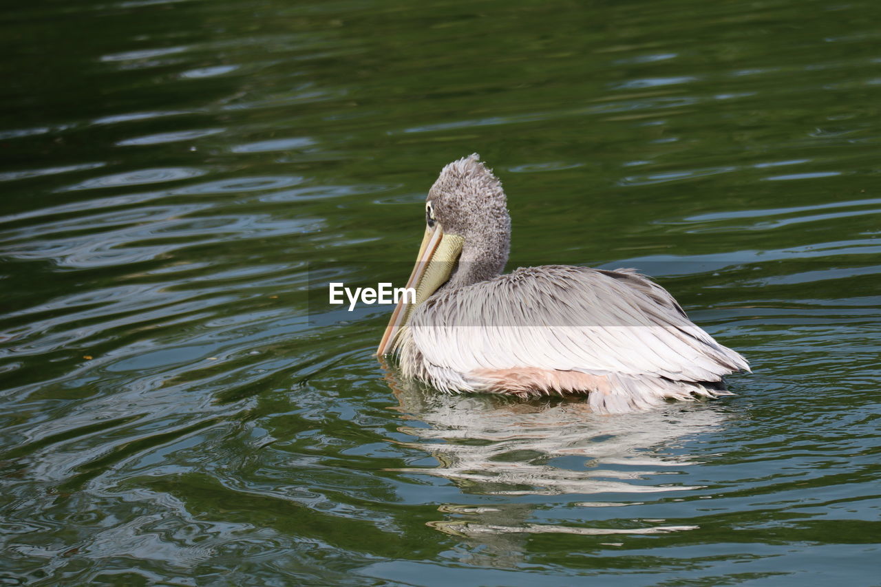 DUCK SWIMMING ON LAKE