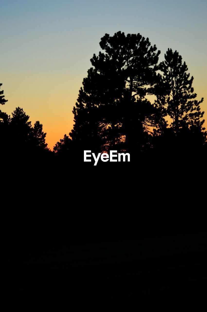 SILHOUETTE TREES AGAINST CLEAR SKY AT SUNSET