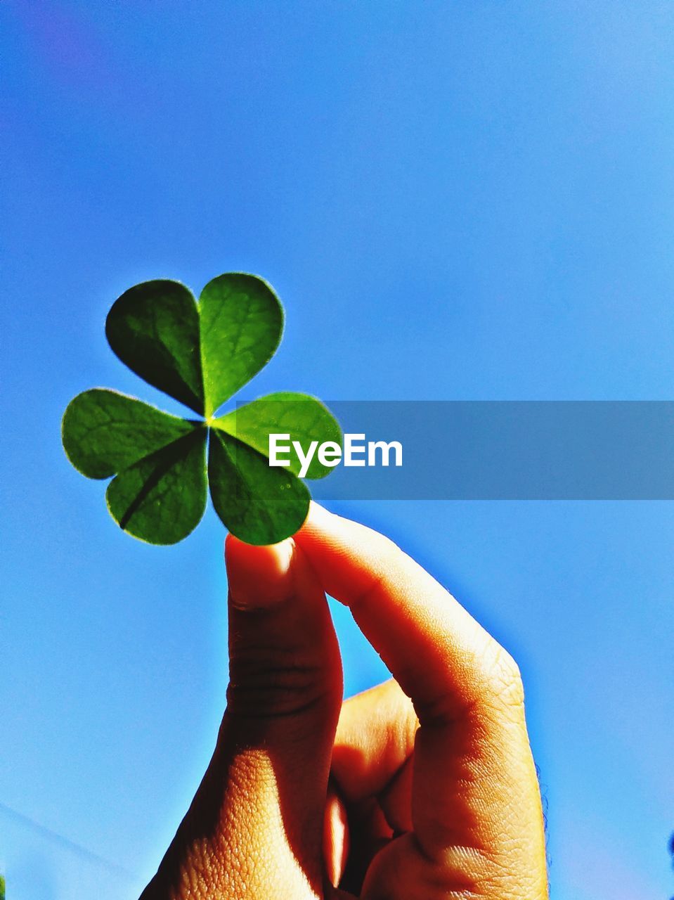 Close-up of hand holding leaves against blue sky