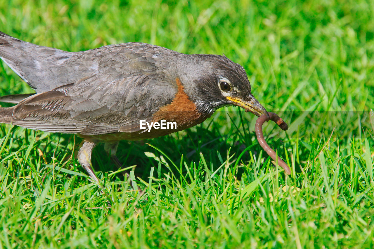 CLOSE-UP OF BIRD EATING GRASS IN FIELD