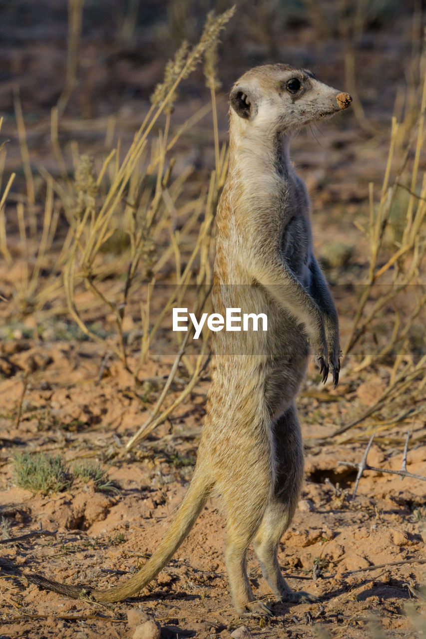 A meerkat in the kgalagadi trans frontier park near the border of namibia
