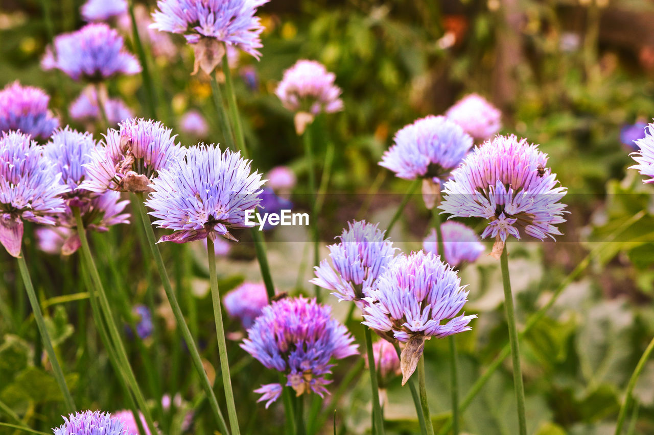 Suchbild mit Ameise ;) Chives Blossom Ameise Beauty In Nature Chives Close-up Day Flower Flower Head Flowering Plant Focus On Foreground Freshness Land Nature No People Purple Schnittlauch Selective Focus