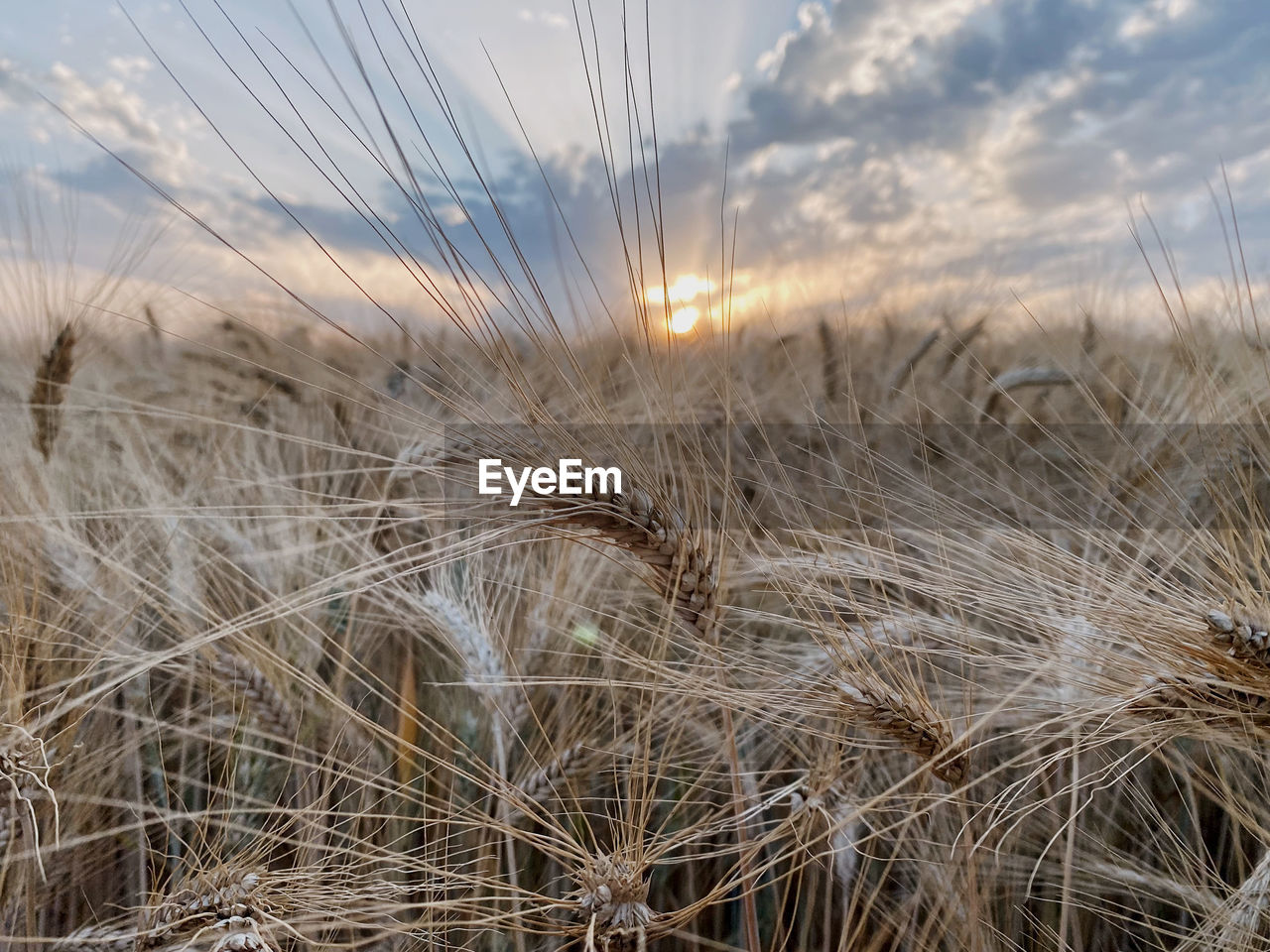 close-up of wheat growing on field against sky during sunset