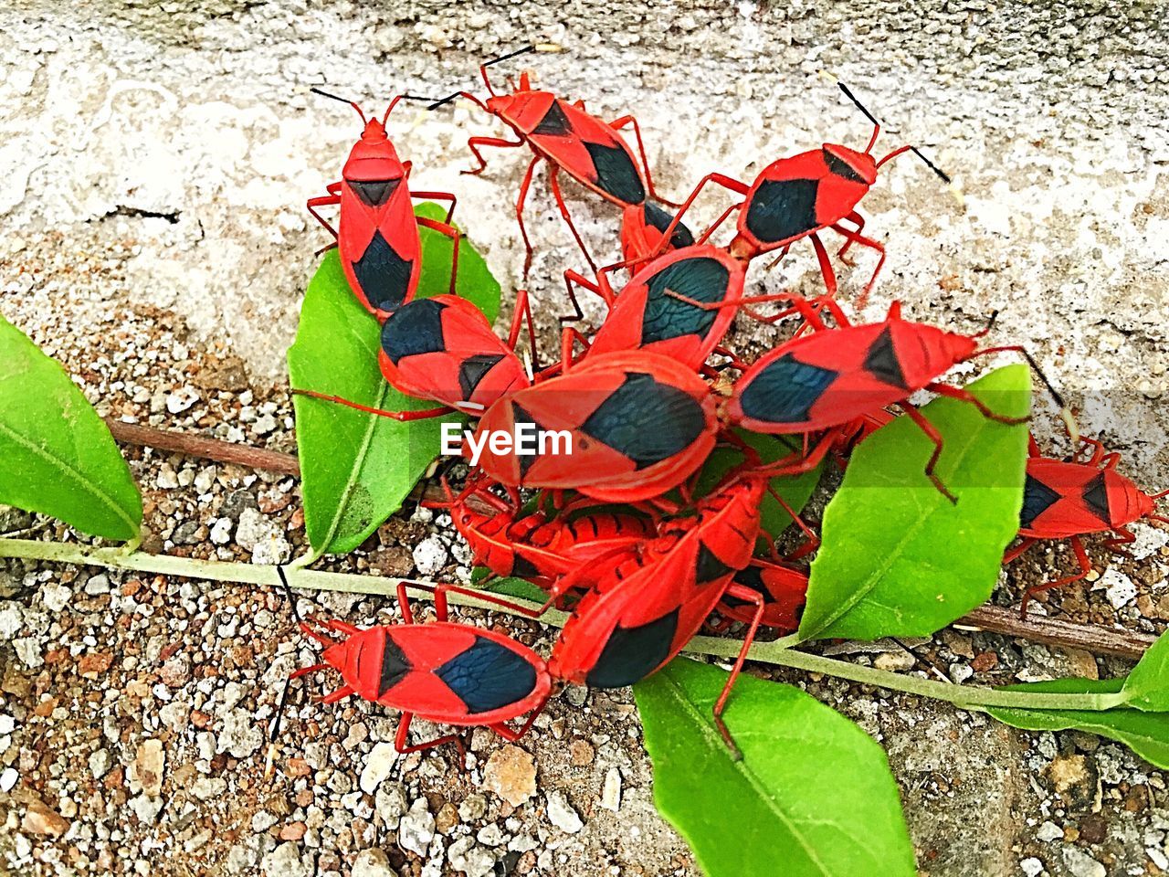 RED LEAVES OUTDOORS