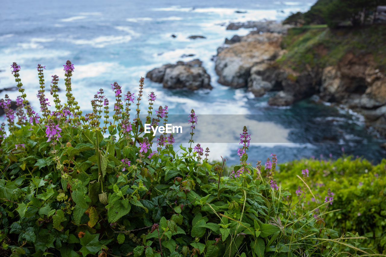 Close-up of purple flowering plants