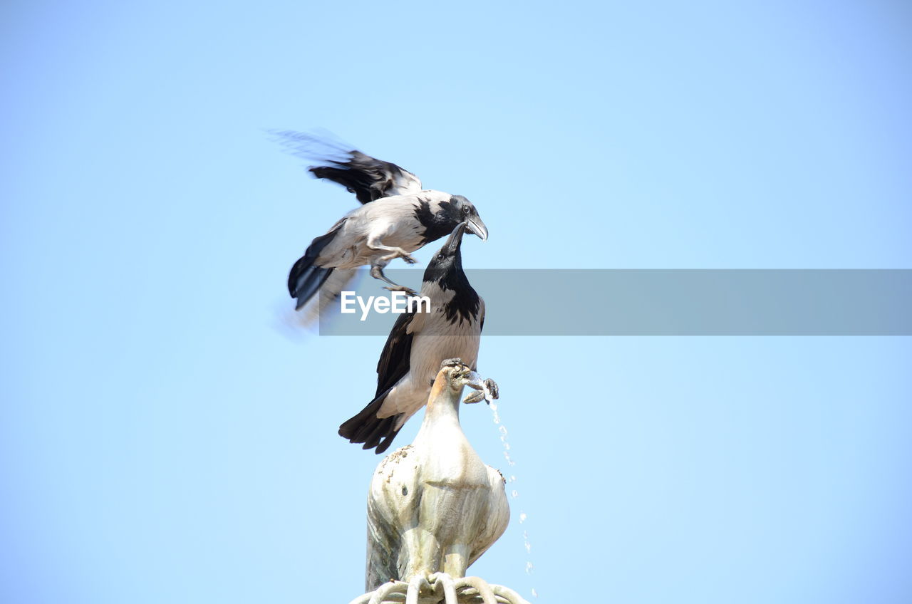 Low angle view of crows against sky