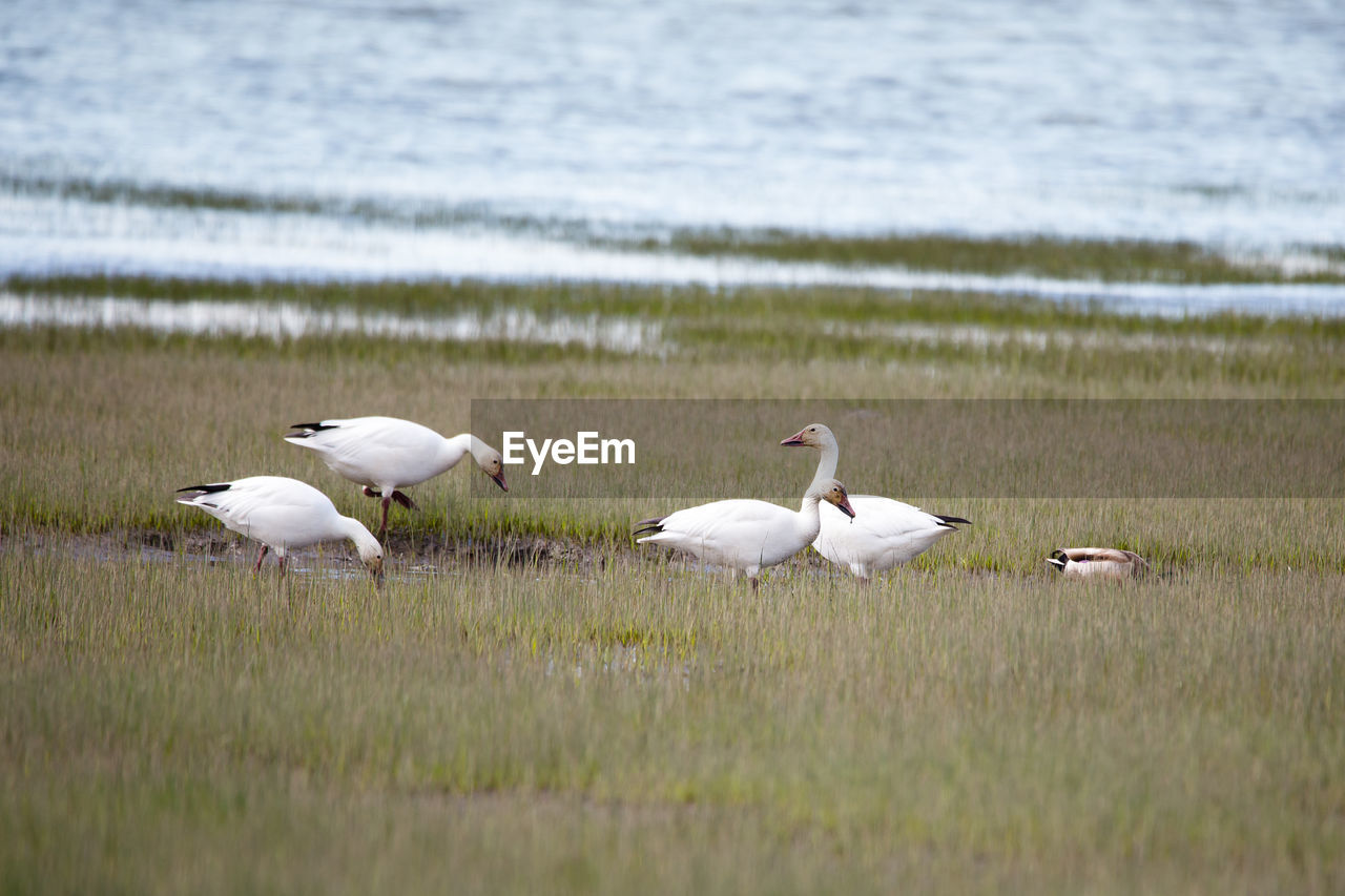 Snow geese feeding in grasses on the st. lawrence river shore