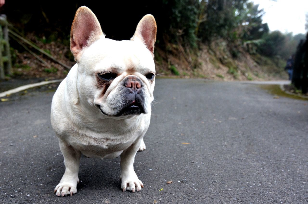 Close-up of french bulldog standing on road against mountain