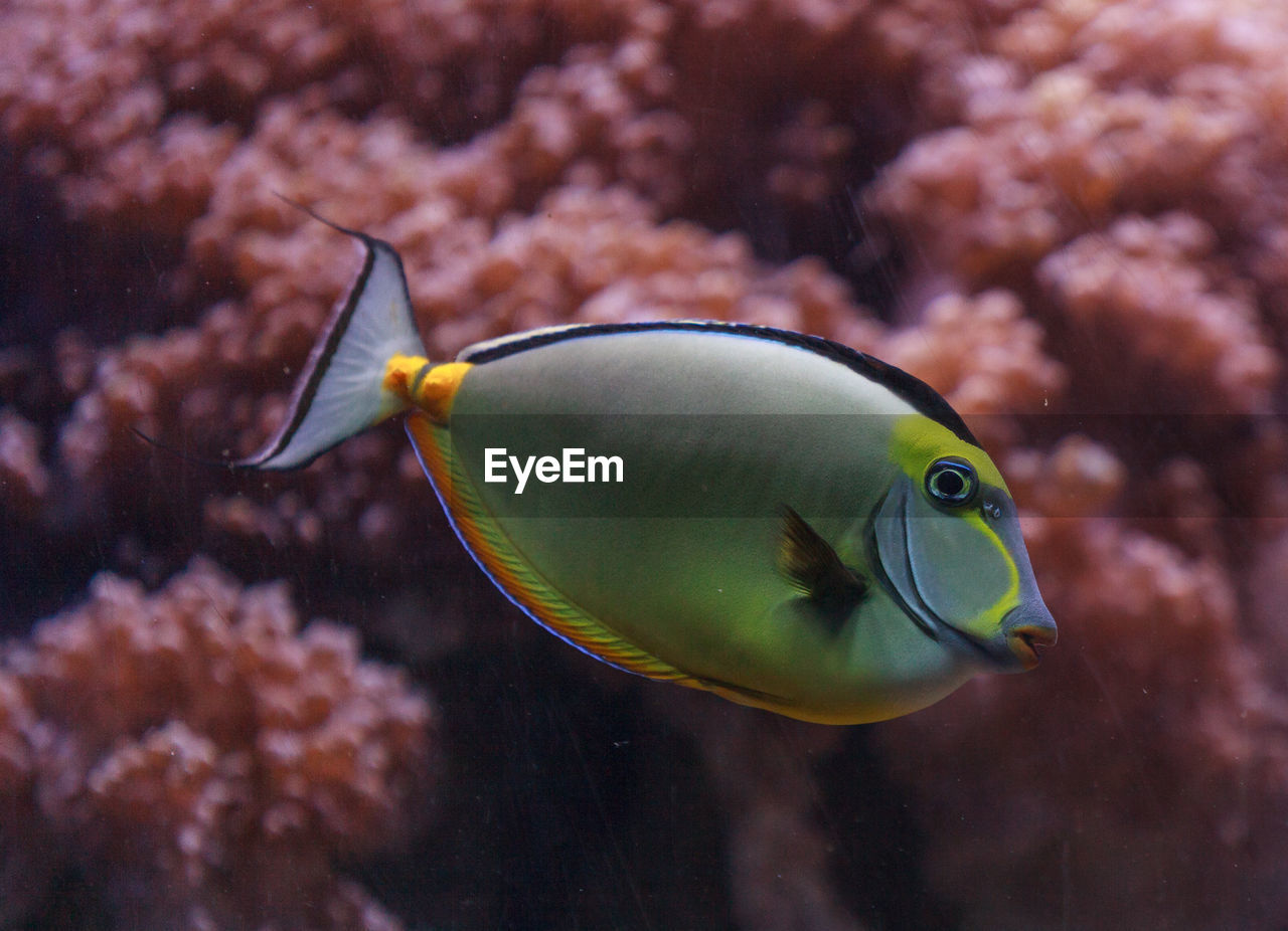 Close-up side view of naso tang fish in water