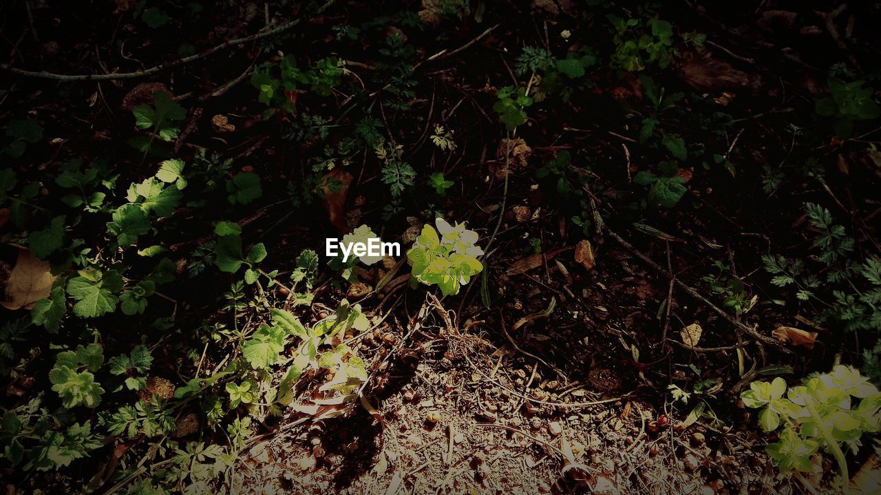 LOW ANGLE VIEW OF PLANTS