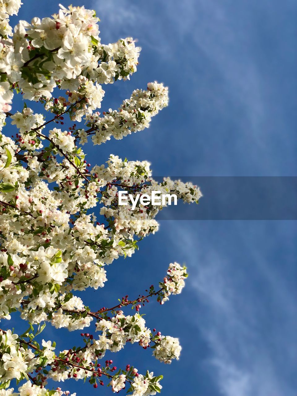 Low angle view of cherry blossoms in spring