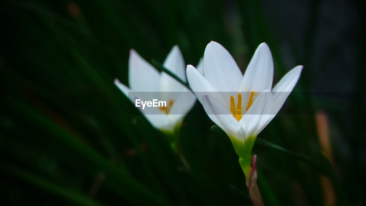 Close-up of white flowering plant