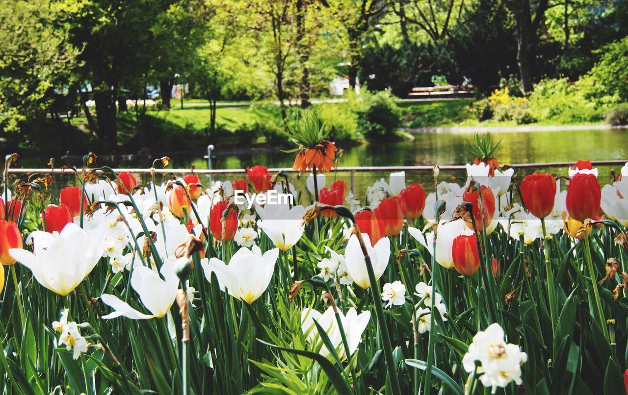 CLOSE-UP OF TULIPS