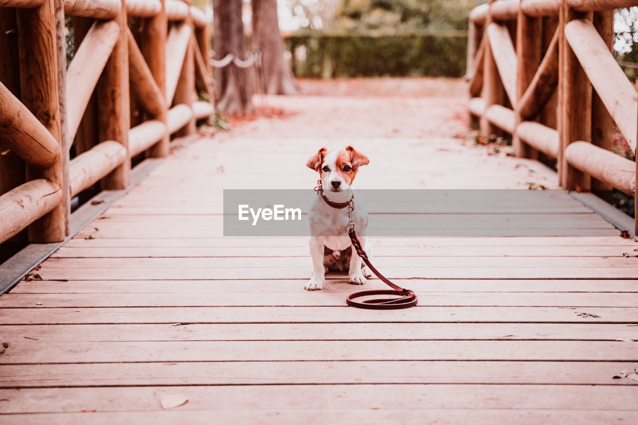 Full length dog on wooden footbridge