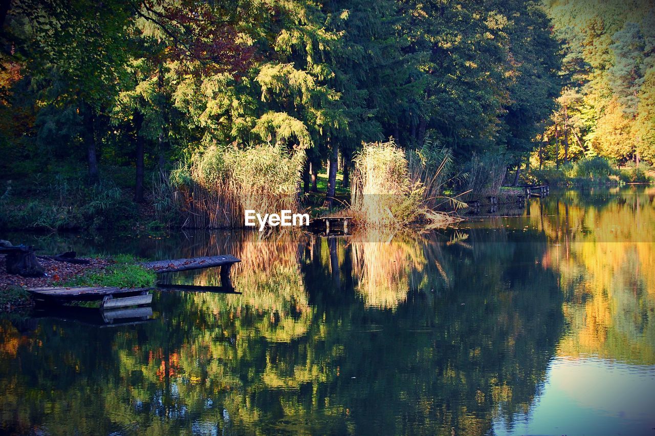 Trees reflecting on lake at forest