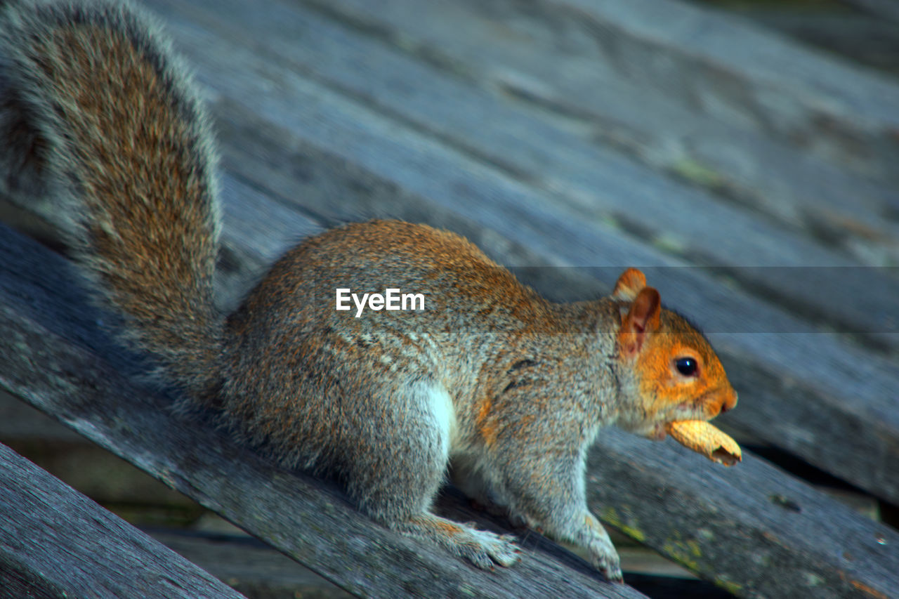 Close-up of squirrel on wood