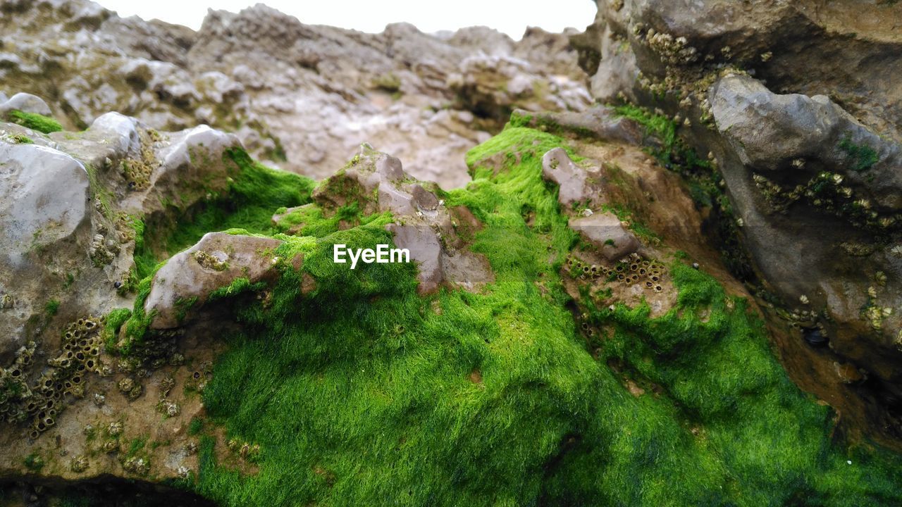 High angle view of moss growing on rocky mountains