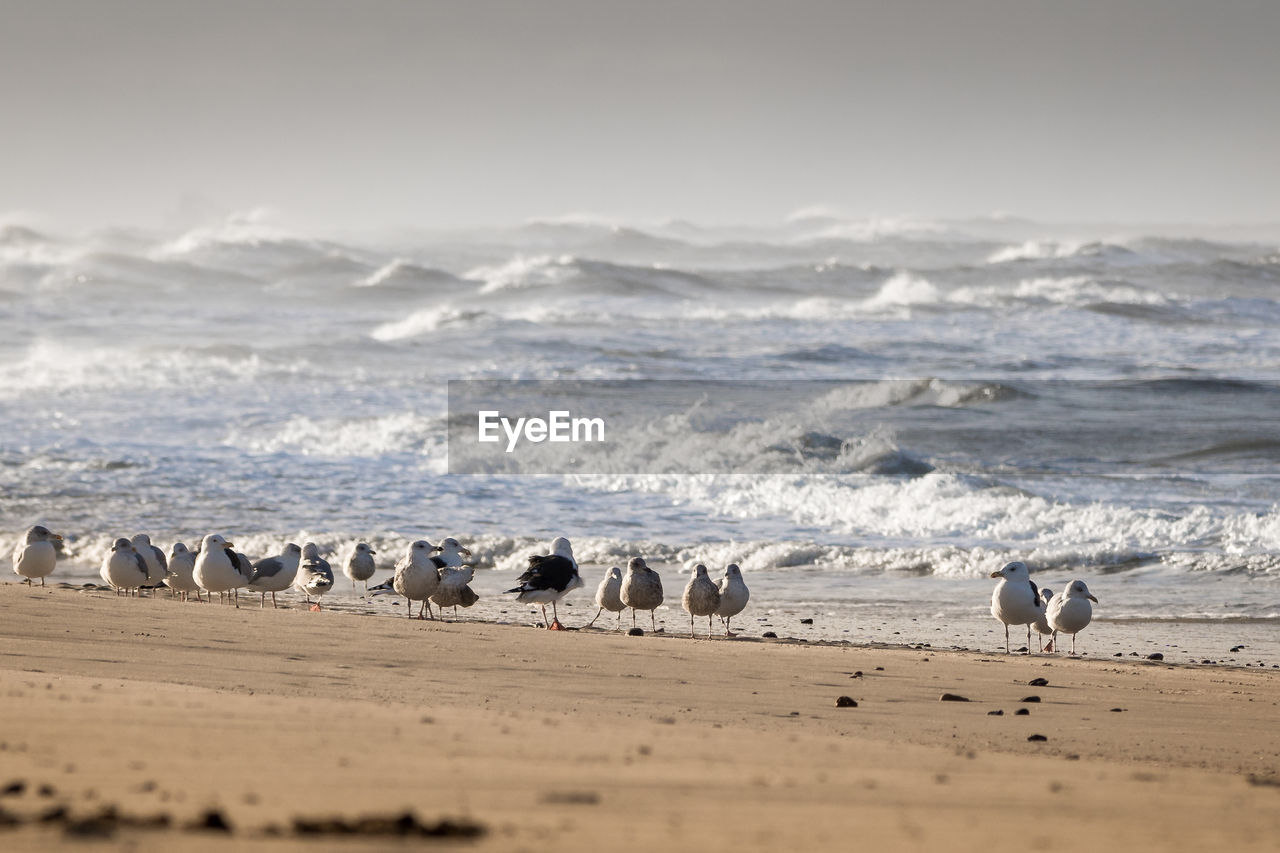 Seagulls on shore at beach