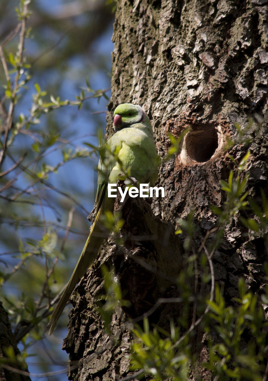 CLOSE-UP OF BIRD PERCHING ON BRANCH